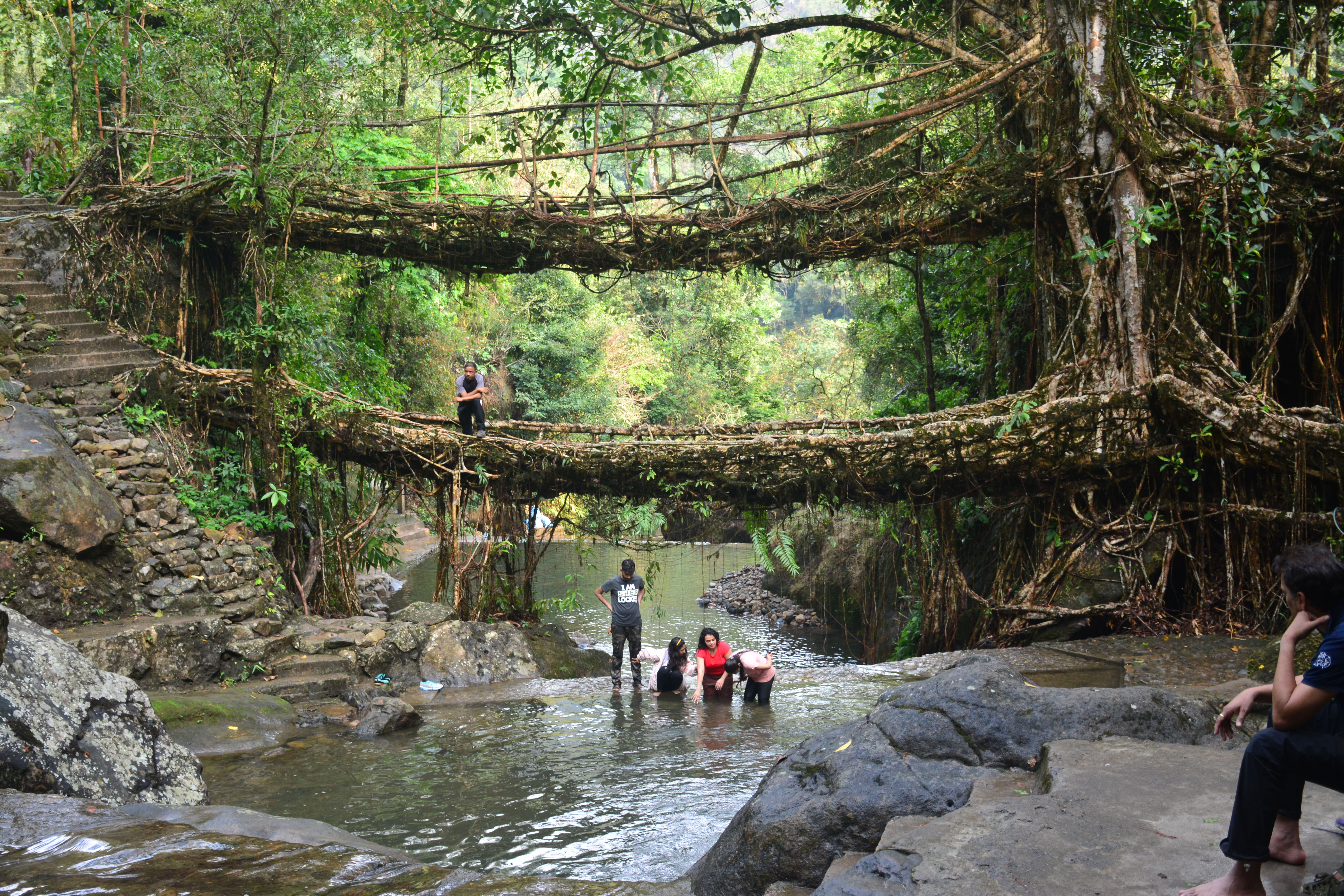 🌉 Living Root Bridges
